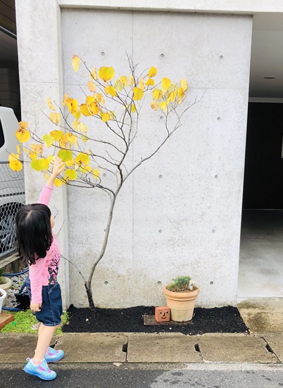 スタッフブログ ドライガーデン リフォームを出雲市でするならアイディーワークにご相談ください